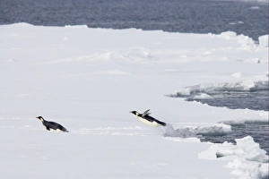 Emperor Penguin (Aptenodytes forsteri) two adults, leaping out of sea onto ice, Snow Hill Island, Weddell Sea, Antarctica