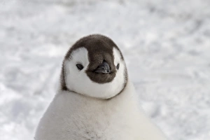 Christmas Prints: Emperor Penguin (Aptenodytes forsteri) chick