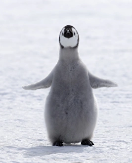 Penguin Prints: Emperor Penguin (Aptenodytes forsteri) chick