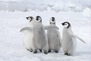 Emperor Penguin (Aptenodytes forsteri) four chicks, standing on ice, Snow Hill Island, Weddell Sea, Antarctica