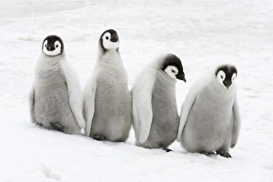Big Cat Prints: Emperor Penguin (Aptenodytes forsteri) four chicks