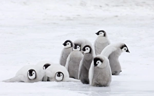Penguin Prints: Emperor Penguin (Aptenodytes forsteri) chicks