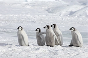 Emperor Penguin (Aptenodytes forsteri) five chicks, standing on ice, Snow Hill Island, Weddell Sea, Antarctica