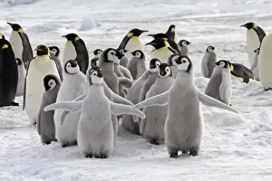 Emperor Penguin (Aptenodytes forsteri) chicks and adults, colony, Snow Hill Island, Antarctic Peninsula, Antarctica