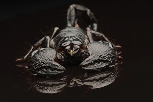 Dangerous Prints: Emperor Scorpion (Pandinus imperator) adult, on black reflective surface (captive)