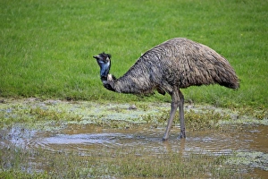 Emus Prints: Emu (Dromaius novaehollandiae) adult, drinking, South Australia, Australia, October