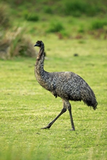 Emus Prints: Emu (Dromaius novaehollandiae) adult