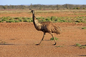 Emus Prints: Emu (Dromaius novaehollandiae) adult