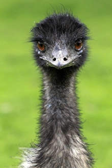 Australia Prints: Emu (Dromaius novaehollandiae) adult male