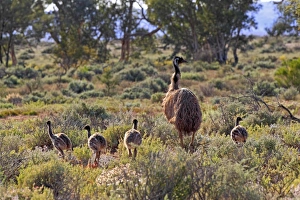 Emus Prints: Emu (Dromaius novaehollandiae) adult male with chicks