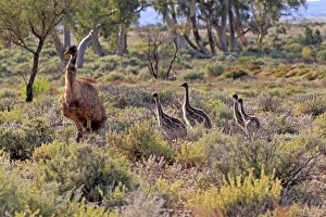 Emu (Dromaius novaehollandiae) adult male with chicks, standing in vegetation, New South Wales, Australia