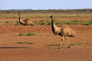Emus Prints: Emu (Dromaius novaehollandiae) adult pair