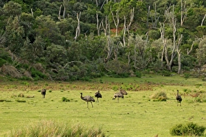 Emus Prints: Emu (Dromaius novaehollandiae) six adults