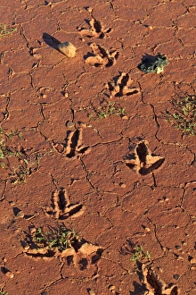 Emus Prints: Emu (Dromaius novaehollandiae) footprints