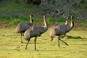 Emus Prints: Emu (Dromaius novaehollandiae) four subadults
