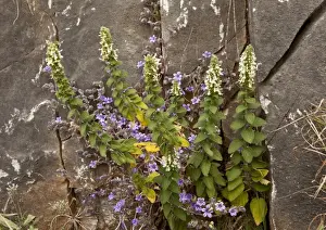 Limestone Prints: Endemic Greek Woundwort (Stachys canescens) flowering