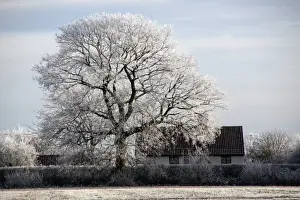 Wintry Prints: English country cottage and Oak tree covered in hoar frost
