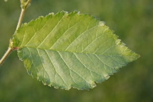 Hedges Prints: English Elm (Ulmus procera) close-up of leaf