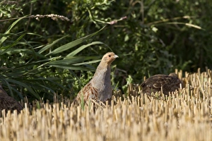 Grey Prints: English or Grey Partridge at edge of stubble field, early September