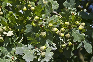 Quercus Prints: English Oak acorns and leaves
