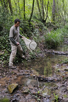 Studying Prints: Enthomologist catching insects with net along stream during survey, Italy, june