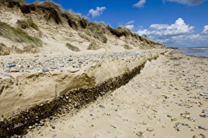 Erodes Prints: Erosion of beach and sand dunes, Minsmere, Suffolk, England, may