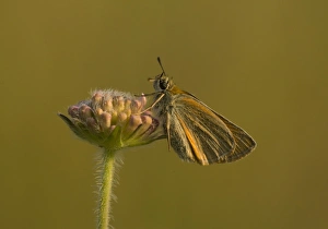 Essex Skipper (Thymelicus lineola) adult, resting on flowerbuds, Bulgaria, July