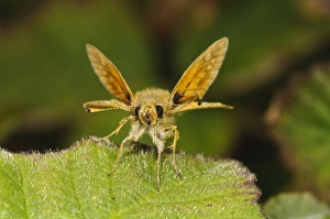 Essex Skipper (Thymelicus lineola) adult, resting on leaf, Thursley Common National Nature Reserve, Surrey, England