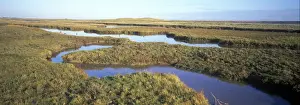 Estuaries-Salt Marsh Saltmarsh at Simpsons Saltings - Suffolk Wildlife Trust