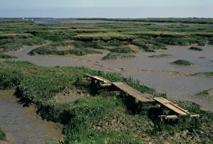 Saltmarsh Prints: Estuaries - Salt Marshes View over salt marsh / Tollesbury