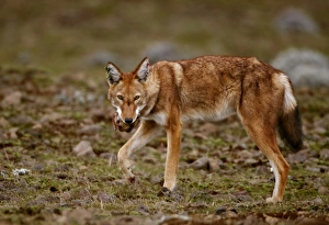 Killing Prints: Ethiopian Wolf (Canis simensis) adult