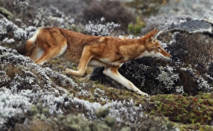 Running Prints: Ethiopian Wolf (Canis simensis) adult
