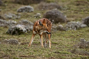Ethiopian Wolf (Canis simensis) adult, feeding on rodent, on afro-alpine moorland, Bale Mountains, Oromia, Ethiopia