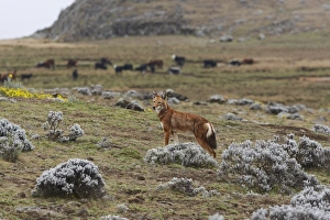 Ethiopian Wolf (Canis simensis) adult, standing on afro-alpine moorland habitat, with domestic cattle herd in background, Bale Mountains, Oromia, Ethiopia