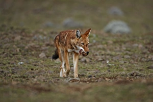 Horn Of Africa Prints: Ethiopian Wolf (Canis simensis) adult