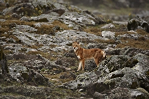 Ethiopian Wolf (Canis simensis) adult, standing amongst rocks in afro-alpine moorland habitat, Bale Mountains, Oromia, Ethiopia