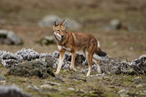 Horn Of Africa Prints: Ethiopian Wolf (Canis simensis) adult female