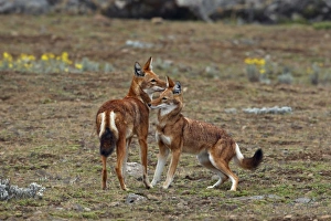 Interacting Prints: Ethiopian Wolf (Canis simensis) adult pair