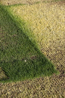 Comparison Prints: Etiolation, comparison of grass covered and uncovered