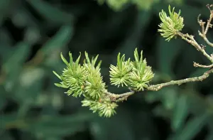 Eucommia ulmoides male flowers leaves just emerging