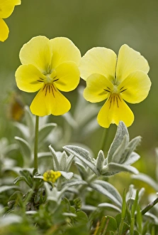 Apennines Prints: Eugenias Pansy (Viola eugeniae) flowering, Abruzzo N. P. Apennines, Italy, May