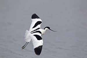 Eurasian Avocet (Recurvirostra avocetta) adult, in flight, Minsmere RSPB Reserve, Suffolk, England, june