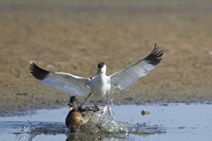 Eurasian Avocet (Recurvirostra avocetta) adult, in flight, attacking Mallard Duck (Anas platyrhynchos) adult female crossing territory, Minsmere RSPB Reserve, Suffolk, England, may