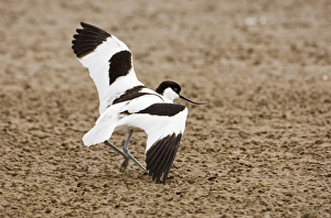 Eurasian Avocet (Recurvirostra avocetta) adult, in broken wing distraction display, attempting to lead intruder away from nest, Salthouse, Norfolk, England, may