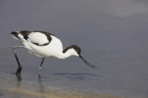 Eurasian Avocet (Recurvirostra avocetta) adult, feeding in shallow water, Texel Island, Netherlands
