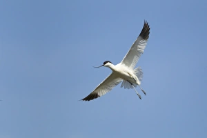 Eurasian Avocet (Recurvirostra avocetta) adult, in flight, Minsmere RSPB Reserve, Suffolk, England, may