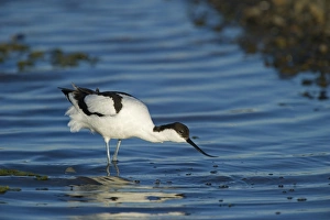 Eurasian Avocet (Recurvirostra avocetta) adult, feeding in water, Salthouse, Norfolk, England, june