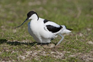 Eurasian Avocet (Recurvirostra avocetta) adult, settling on eggs in nest, North Norfolk, England, may