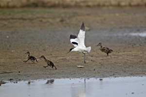 Eurasian Avocet (Recurvirostra avocetta) adult, in flight, chasing Mallard Duck (Anas platyrhynchos) ducklings, Minsmere RSPB Reserve, Suffolk, England, june