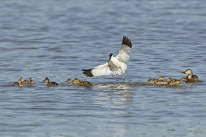 Eurasian Avocet (Recurvirostra avocetta) adult, in flight, attacking Mallard Duck (Anas platyrhynchos) adult female and ducklings crossing territory, Minsmere RSPB Reserve, Suffolk, England, may